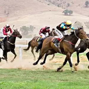 Corridas de cavalos online